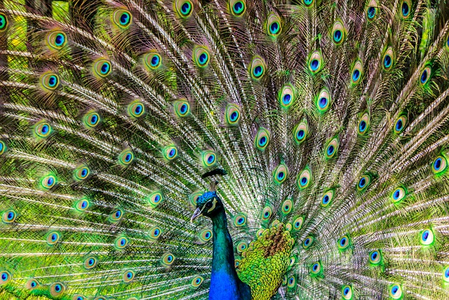 peacock-188328_640 Selbstpräsentation & Wirkung